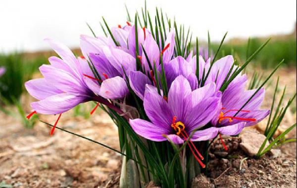 فروشندگان گل زعفران با ارزان ترین قیمت در مشهد