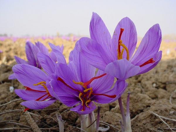 خرید گل زعفران با قیمتی مناسب از کشاورزان
