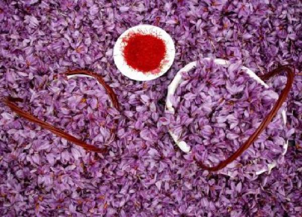 خرید گل زعفران با قیمتی عالی از کشاورزان